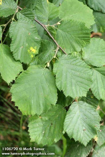 Corylus cornuta