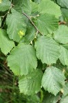 Beaked Hazelnut foliage