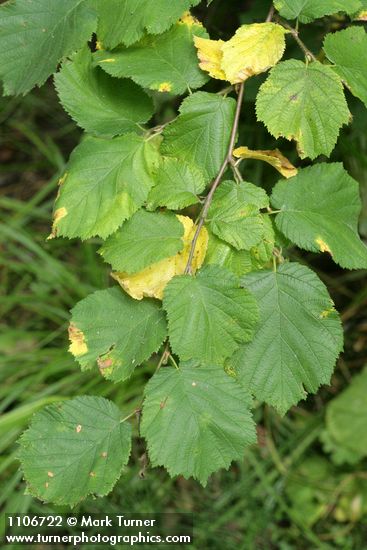 Corylus cornuta