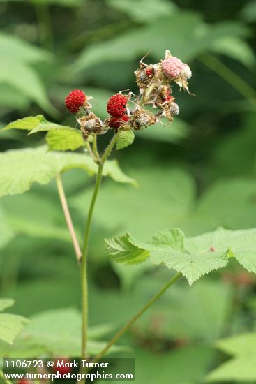 Rubus parviflorus