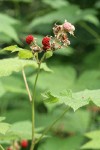 Thimbleberry fruit