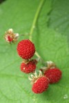 Thimbleberry fruit detail