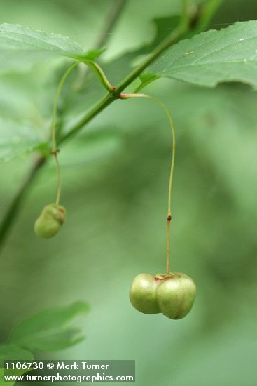 Euonymus occidentalis