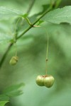 Western Wahoo (Western Burning Bush) immature fruit