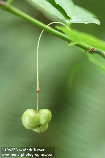 Euonymus occidentalis