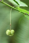 Western Wahoo (Western Burning Bush) immature fruit