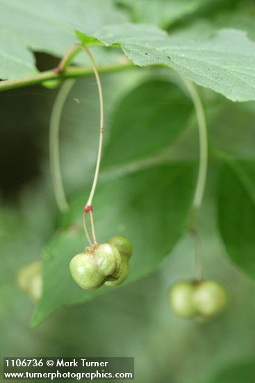 Euonymus occidentalis