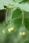 Western Wahoo (Western Burning Bush) immature fruit