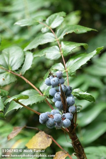 Mahonia nervosa