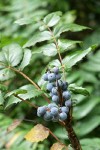 Dull Oregon-grape fruit & foliage