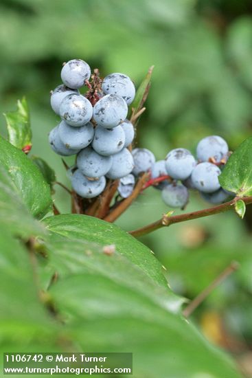 Mahonia nervosa