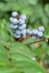 Dull Oregon-grape fruit & foliage