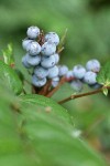 Dull Oregon-grape fruit & foliage