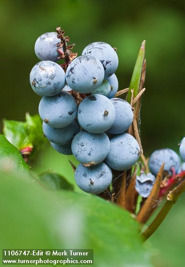 Mahonia nervosa