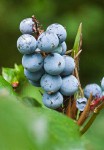 Dull Oregon-grape fruit & foliage