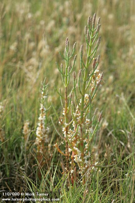 Cuscuta pacifica; Salicornia pacifica