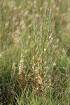 Salt Marsh Dodder on Slender Pickleweed