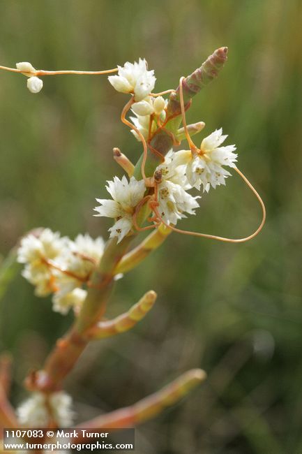 Cuscuta pacifica; Salicornia pacifica