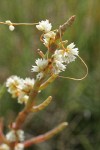 Salt Marsh Dodder on Slender Pickleweed, detail