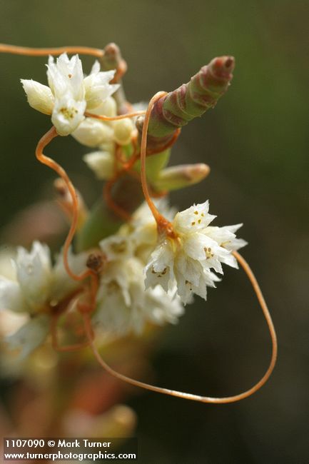 Cuscuta pacifica; Salicornia pacifica