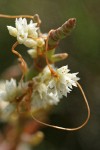 Salt Marsh Dodder on Slender Pickleweed, detail