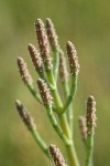 Slender Pickleweed detail