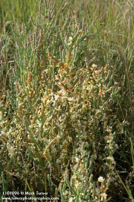 Cuscuta pacifica; Salicornia pacifica