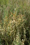 Salt Marsh Dodder on Slender Pickleweed