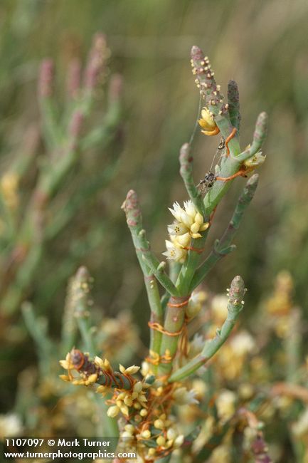 Cuscuta pacifica; Salicornia pacifica