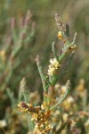 Salt Marsh Dodder on Slender Pickleweed