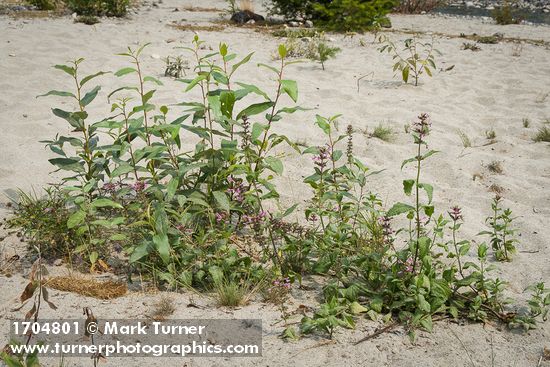 Stachys cooleyae