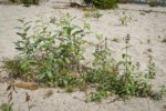 Cooley's Hedge Nettle among w/ Black Cottonwood seedlings on sandy riverbank