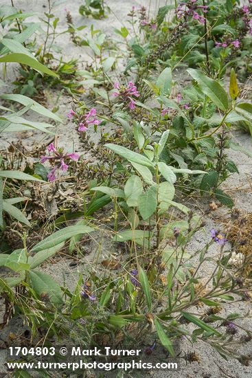 Stachys cooleyae