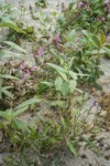 Cooley's Hedge Nettle among w/ Black Cottonwood seedlings on sandy riverbank