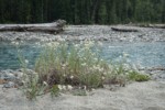 Pearly Everlasting on Baker River gravel bar