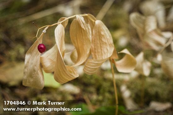 Maianthemum stellatum