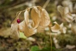 Star Solomon's Seal fruit & dry foliage