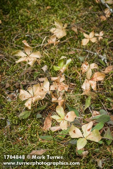 Trientalis latifolia