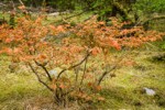 Oval-leaf Huckleberry w/ dry foliage