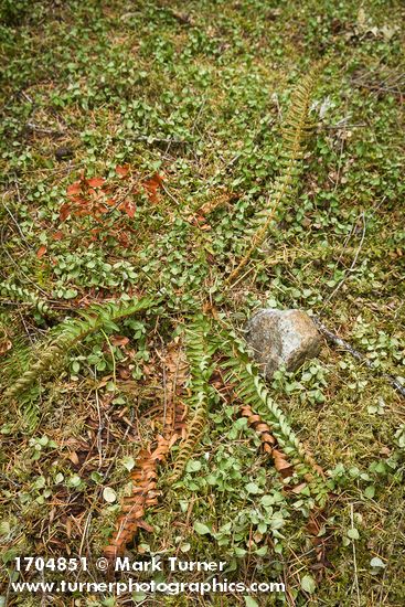 Polystichum munitum; Linnaea borealis