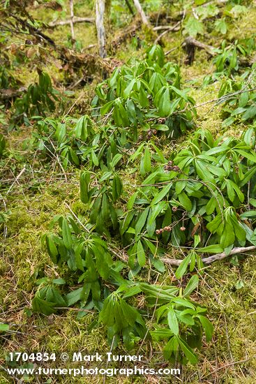 Chimaphila umbellata