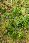 Pipsissewa dry foliage