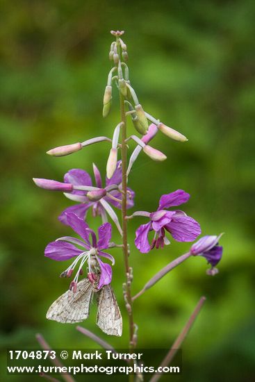 Chamaenerion angustifolium