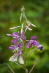 Moth on Fireweed blossom