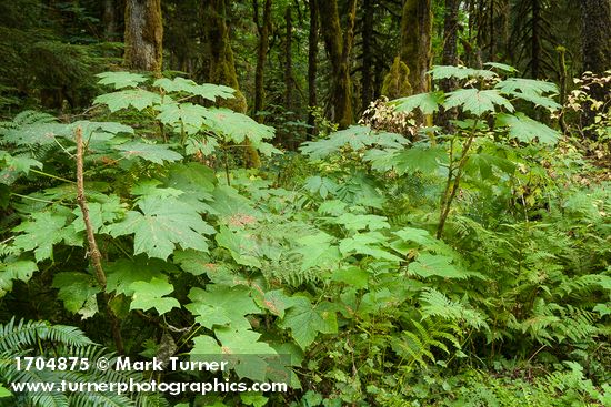 Oplopanax horridus