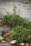 Silky Phacelia foliage on sandy soil