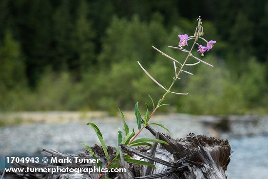 Chamaenerion angustifolium