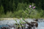 Fireweed