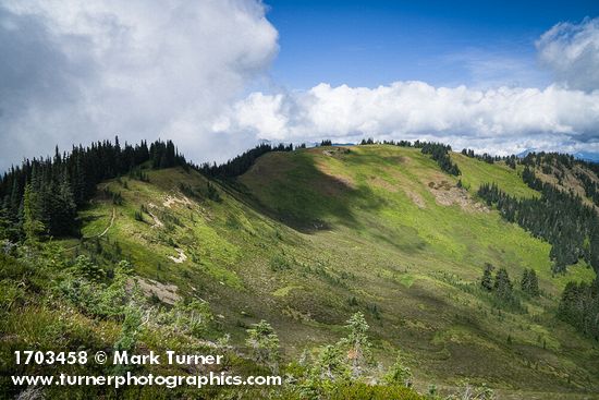 Abies lasiocarpa