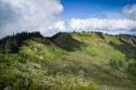 Subalpine Firs on Skyline Divide ridge